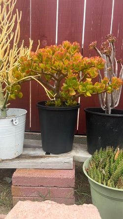 Succulent Jade Plant