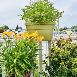 $39 Each Beautiful Plant 