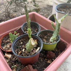 Cactus