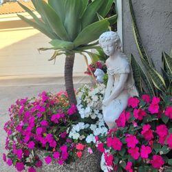  Impatien Flowers Plant in a 1-gal  Black Nursery Pot, (1st Picture Show how the Mature Plant Looks like)4