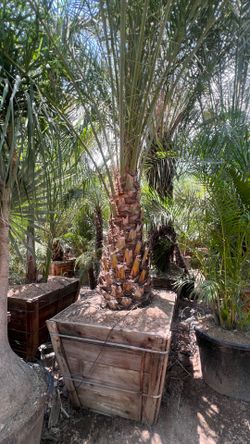 Large Silver Date Palm / Phoenix sylvestris - Specimen Palm