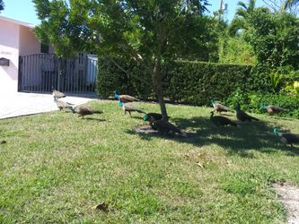 Lawn mantenance