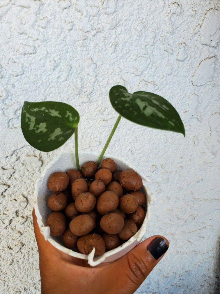 Satin Pothos Cuttings In Lecca