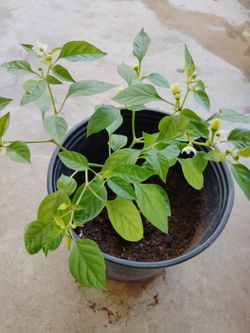 planta de chile $10