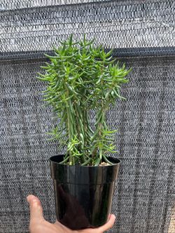 Blue Chalk Sticks Succulent – 6” Pot – Healthy Plant