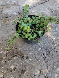 Portulacaria Afra