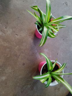 plantas $3 cada una