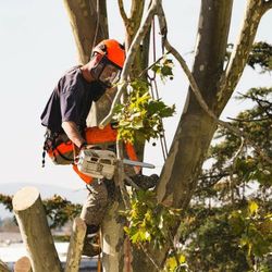 Tree Trimming Pruning 