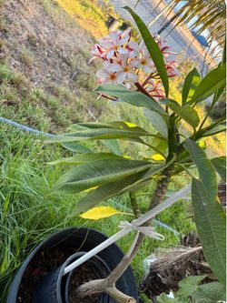Hawaiana