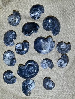 Ammonites Fossil Specimens Polished Goniatite 