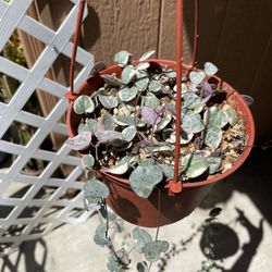 Variegate Strings Of Heart $17