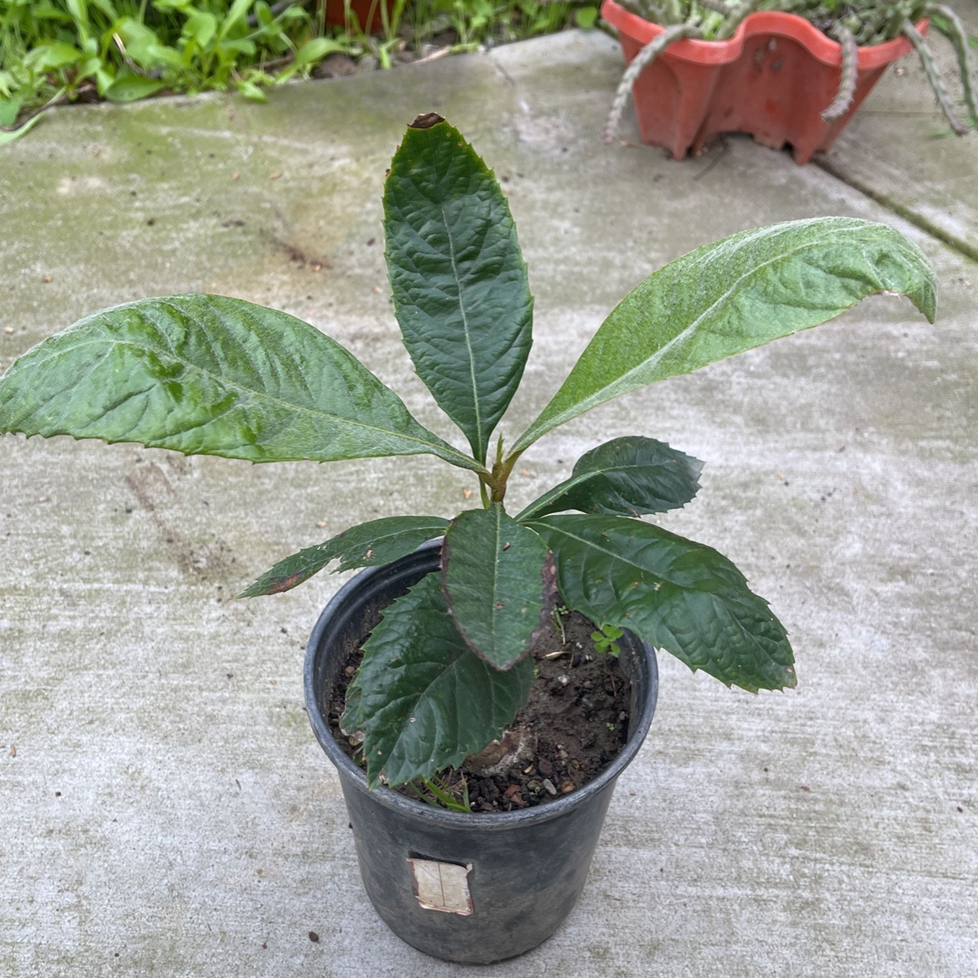 Loquat Tree