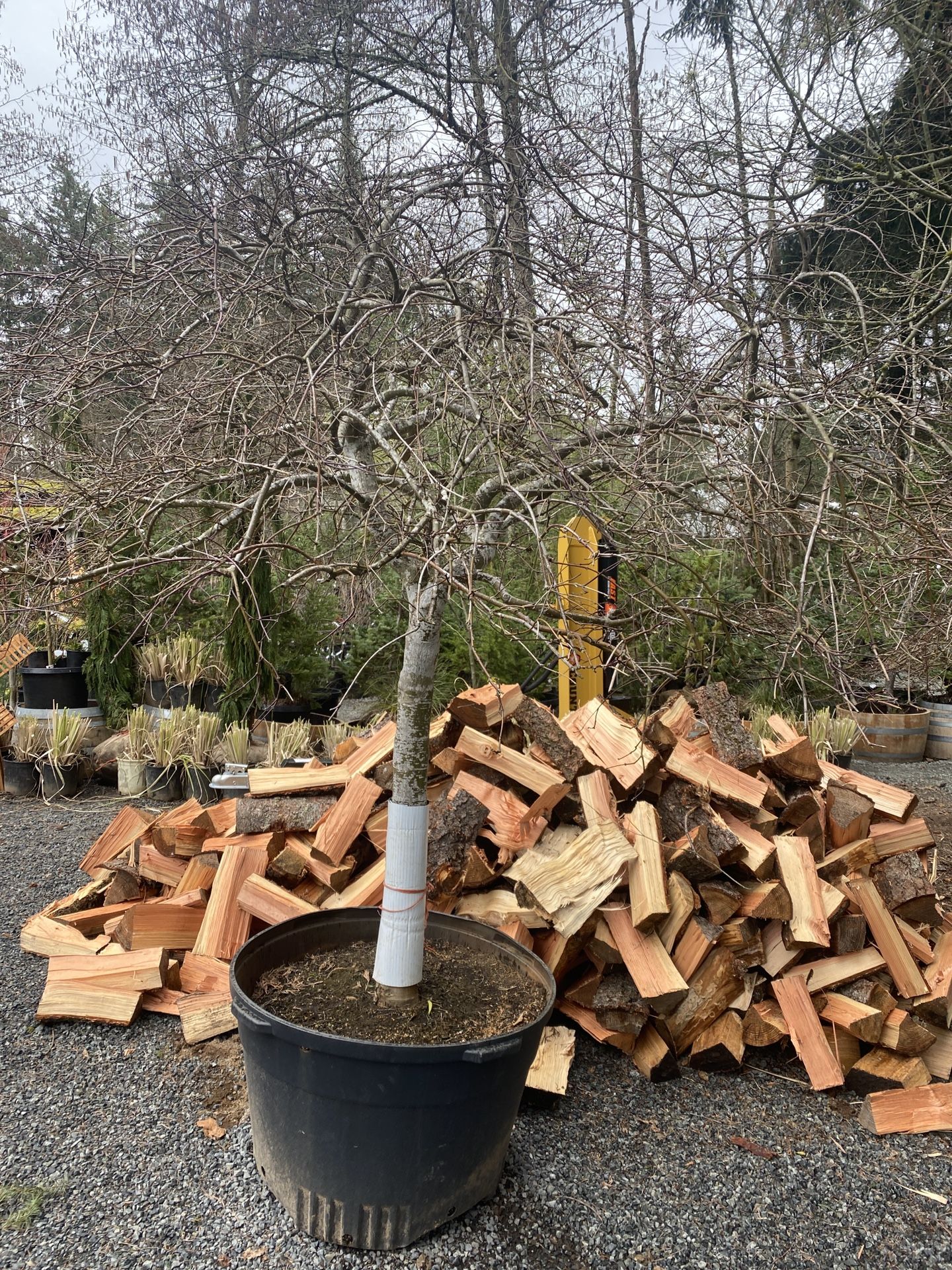 Insanely Huge Weeping Laceleaf Japanese Maple Tree for Sale in Puyallup