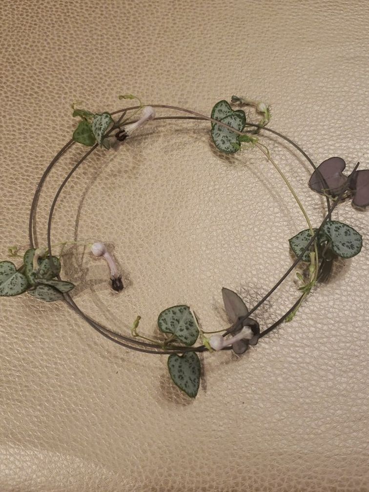 String Of Hearts SOH Succulent Vines Rare Houseplant Plant Cittings