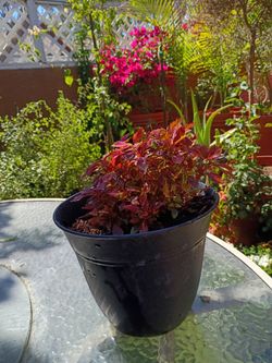 Coleus