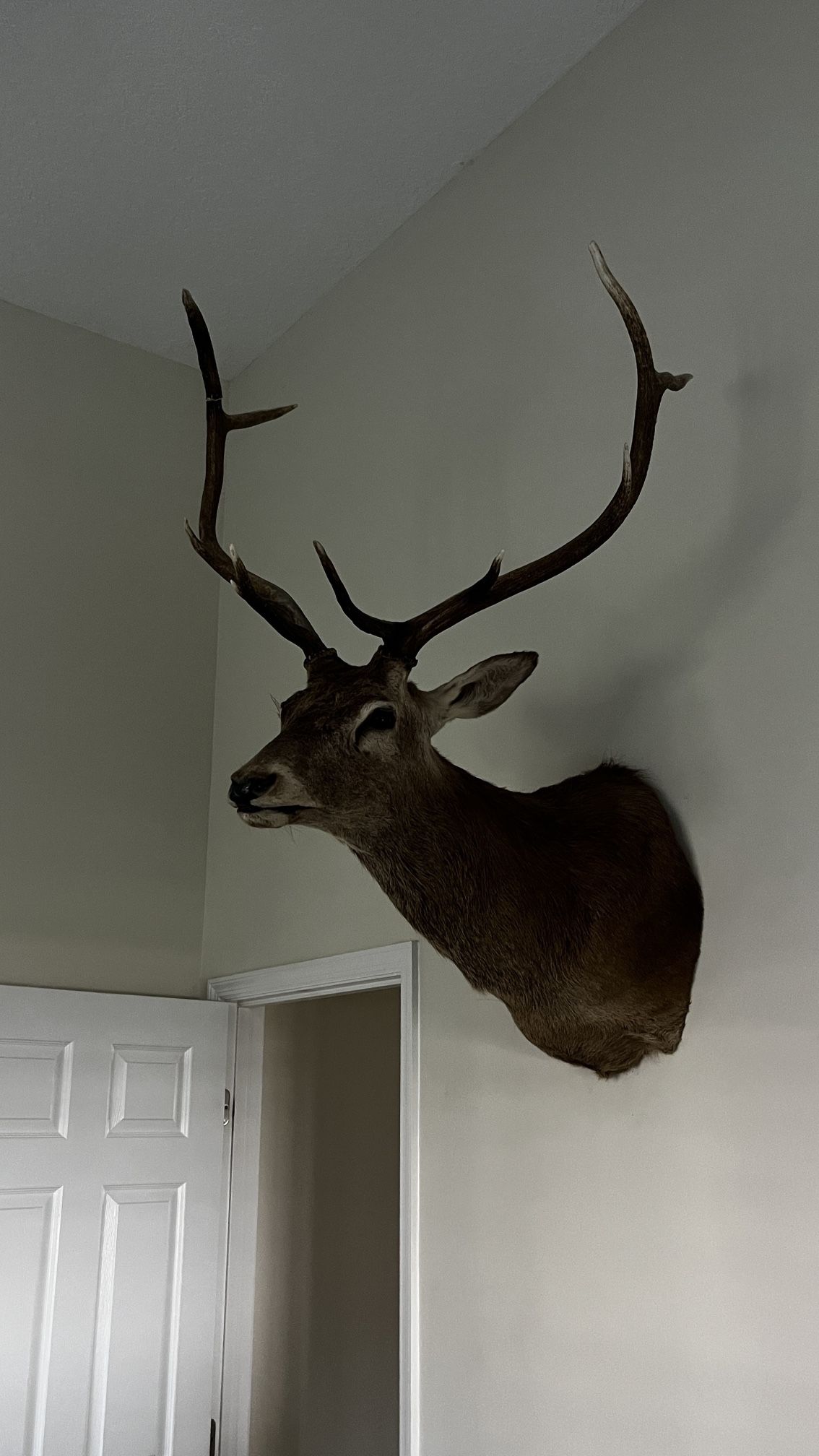 XL Real Dear Head Mount
