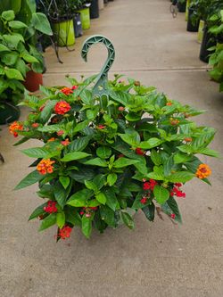 Lantana Beautiful And Healthy HANGING BASKETS PLANTS ARRIVED. $14 each