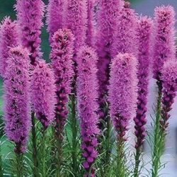 Blazing star plants