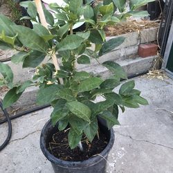 Lemon Tree