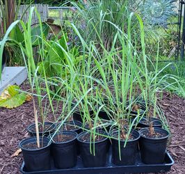 Lemongrass  plants