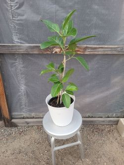 Ficus Audrey 2.5' to 3' 8" Nursery Pot