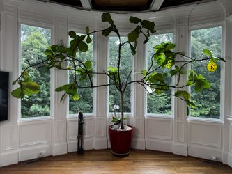 Large Fiddle Leaf Fig 16' W x 11' H