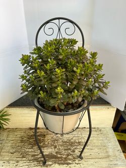 Jade plant / Arbol de Jade on metal chair decoration