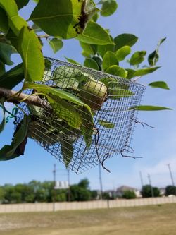squirrel protection cage