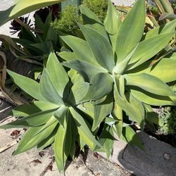 Agave Plants