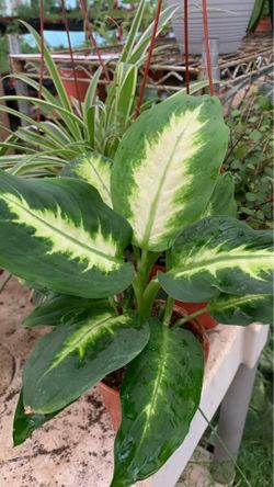 Dieffenbachia Plant (Camilla Dumb Cane 4in pot
