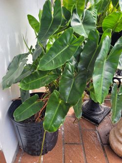$10 philodendron plant