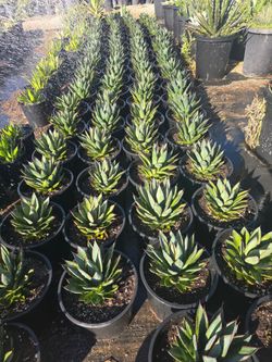 Agave Blue Glow