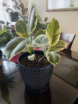 Ficus Tineke Rubber Plant