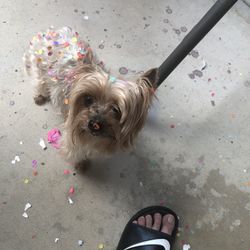 Have You Seen ME Missing In Dinuba Last Seen On N Villa Ave Reward ($500) For Her Return Please Help Her Get Back Home 