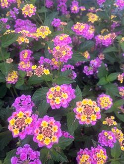 Lantana (Lantana camara).