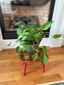 Lovely delightful live houseplant with pot. Pothos plants are a popular choice for indoor gardening due to their easy care and beautiful foliage.