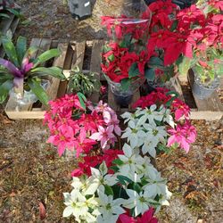 Pointsettias And More 
