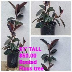 Burgundy Ficus plant tall or Cooper Green Elephant Ears
