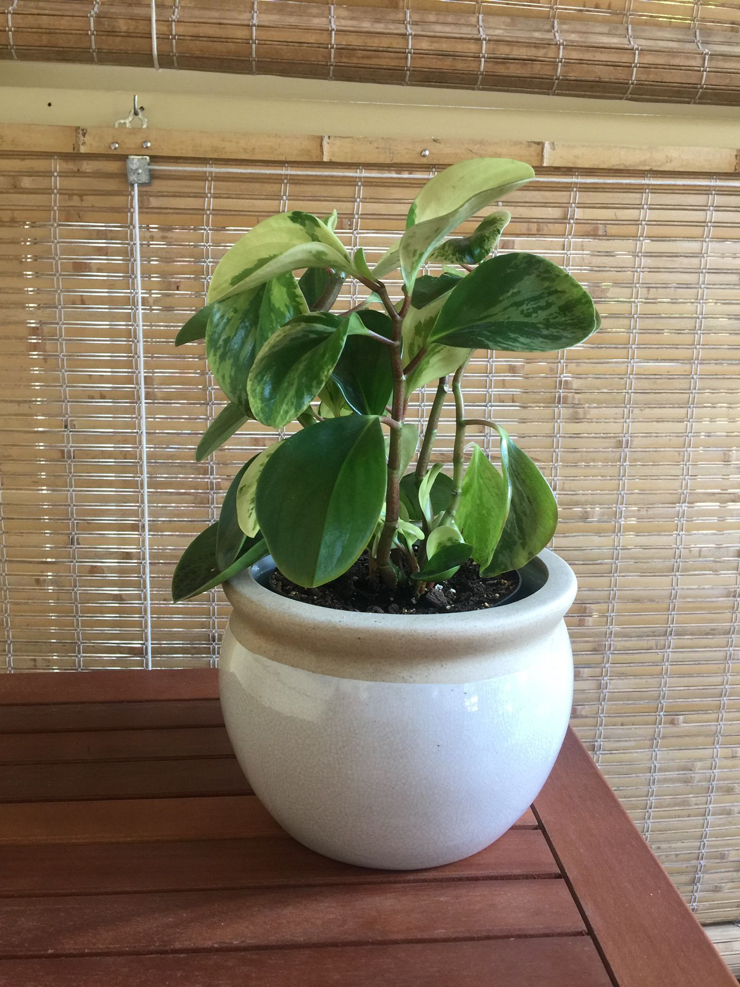 House Plant- Peperomia obtusifolia in 6" Plastic Pot