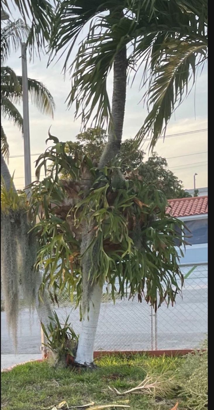 Staghorn Fern dear horns 3 feet tall, 4 feet wide Elkhorn plant