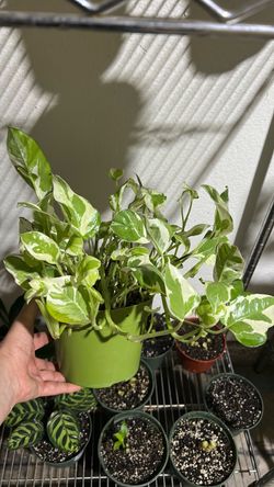 Pothos N joy $15