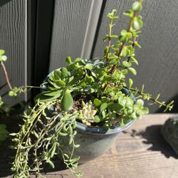 Potted Succulents 