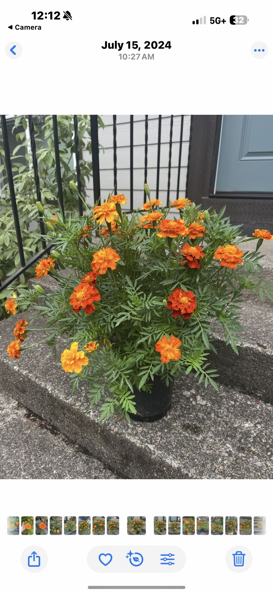 Ready To Bloom Marigolds In Pots Bundle Vibrant Colors