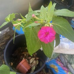 Ginseng Flowers 3 Colors We Have ,white,dark Pink And Yellow $8 Each Pot 1 Or 2 Plants In Pot
