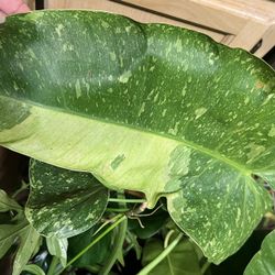 Variegated Jose Buono Plant Cutting ( Pls Read Description Below 