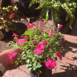 $5 impatiens flower in 1 gallon