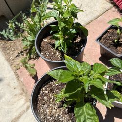 Avanero Plants Chillys