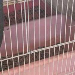 Jaula Para Cacatúas Granja Farm Equipment Varios Colores 