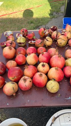 Fruit