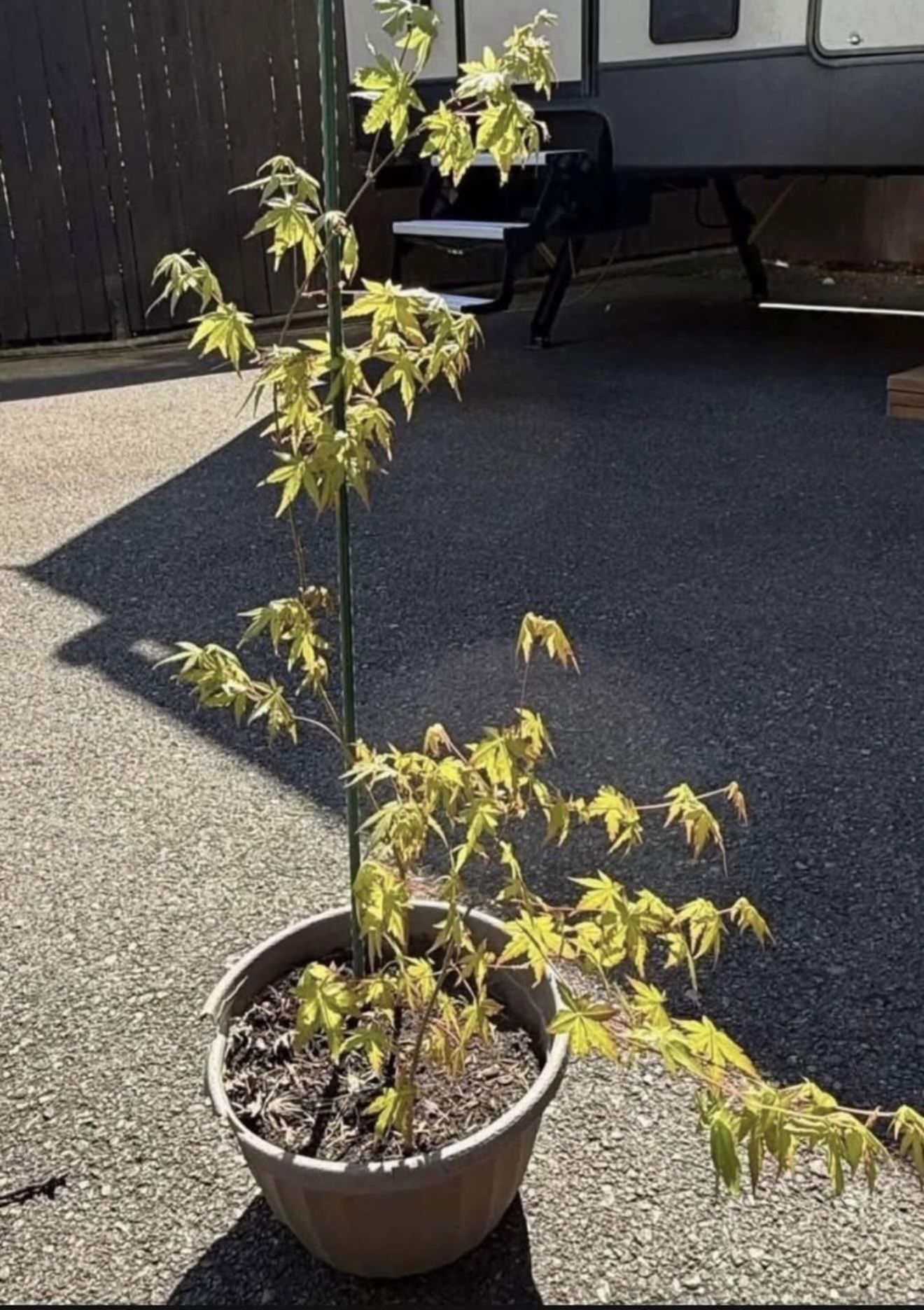 Japanese Maple Tree